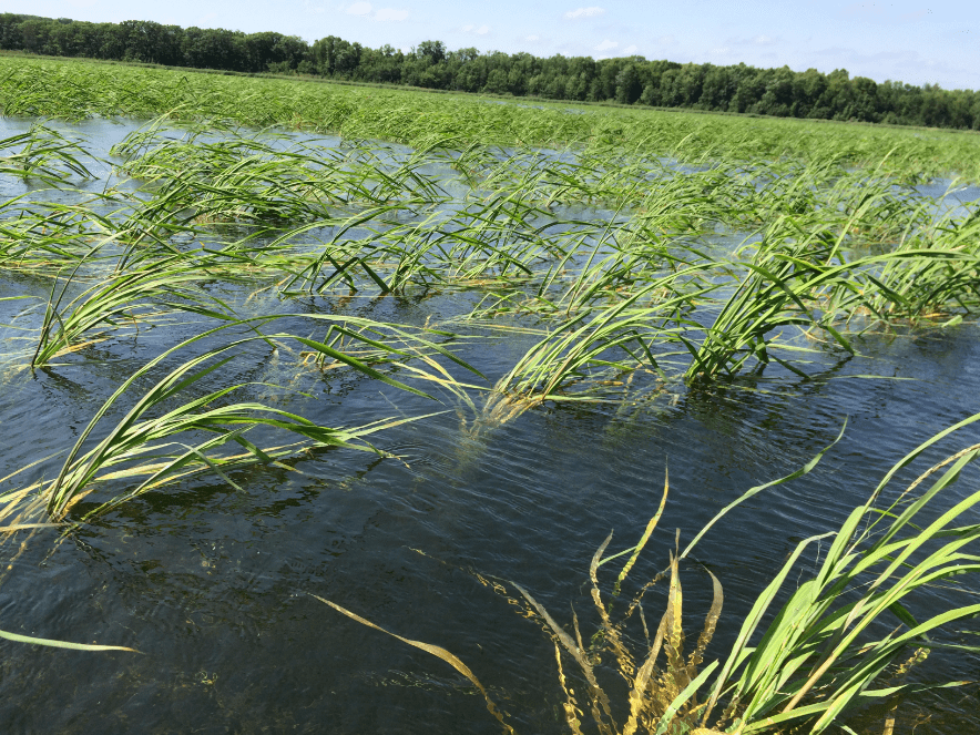 Restoring Wild Rice 10 - Houston Engineering INC.