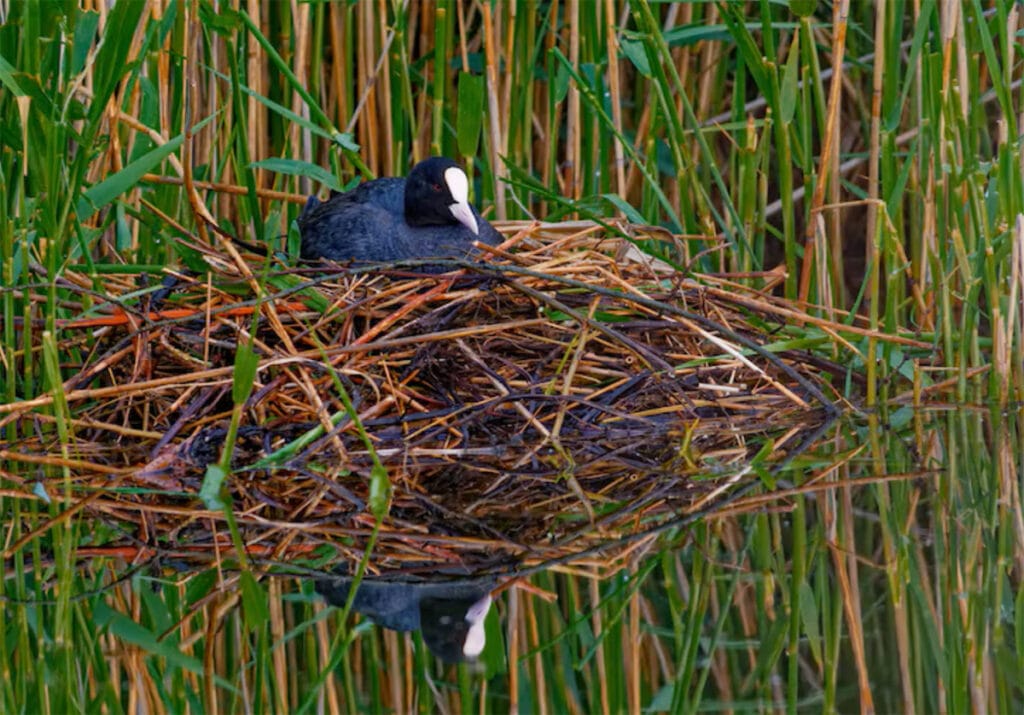 waterfowl on nest - mud hen or American Coot