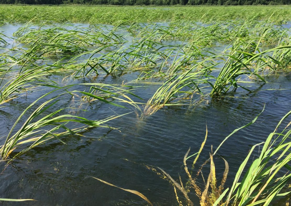 Wild Rice growing in lake
