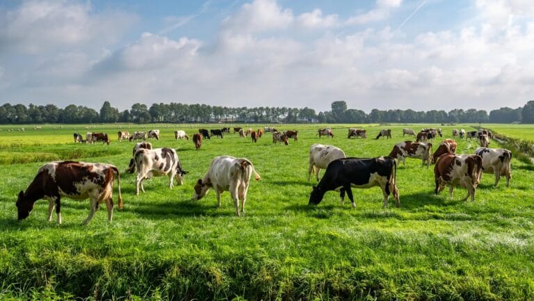 grazing cows AdobeStock 591042755 e1773342135976